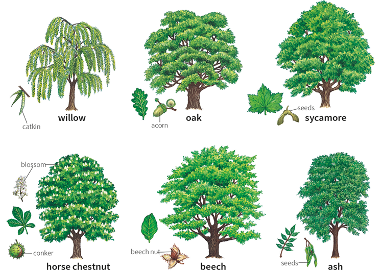 Названия деревьев и кустов на английском языке