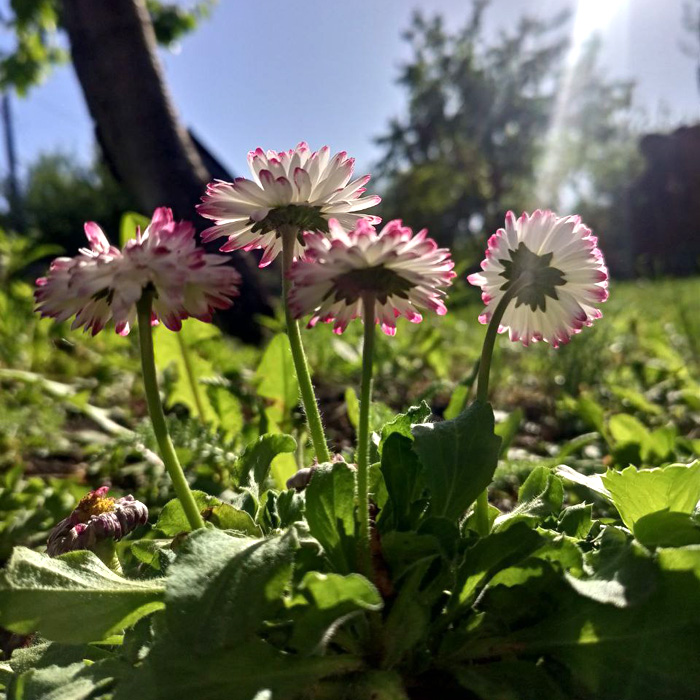 Наша дача | Our dacha